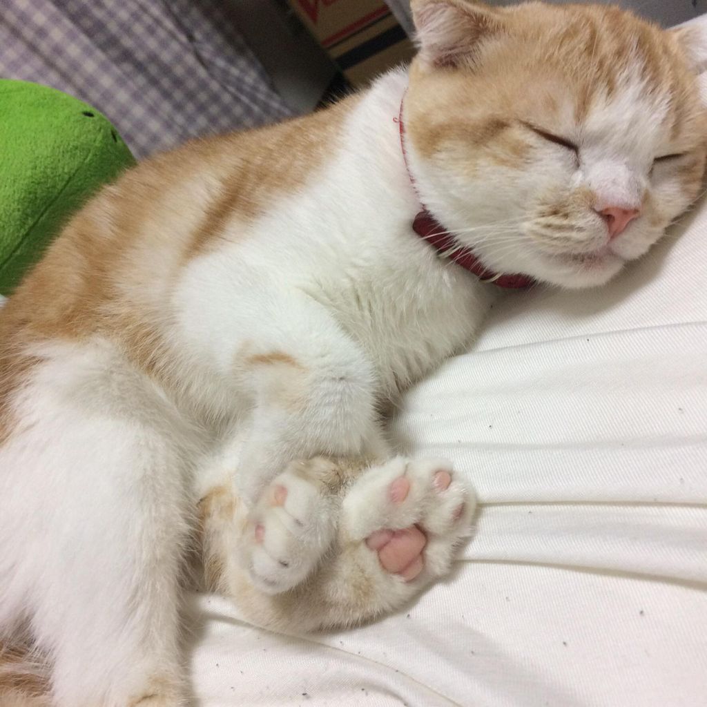 画像多数 ネッコかわいい何もしたくない いぬねこ動物集会所 画像多数 ネッコかわいい何もしたくない いぬねこ動物集会所