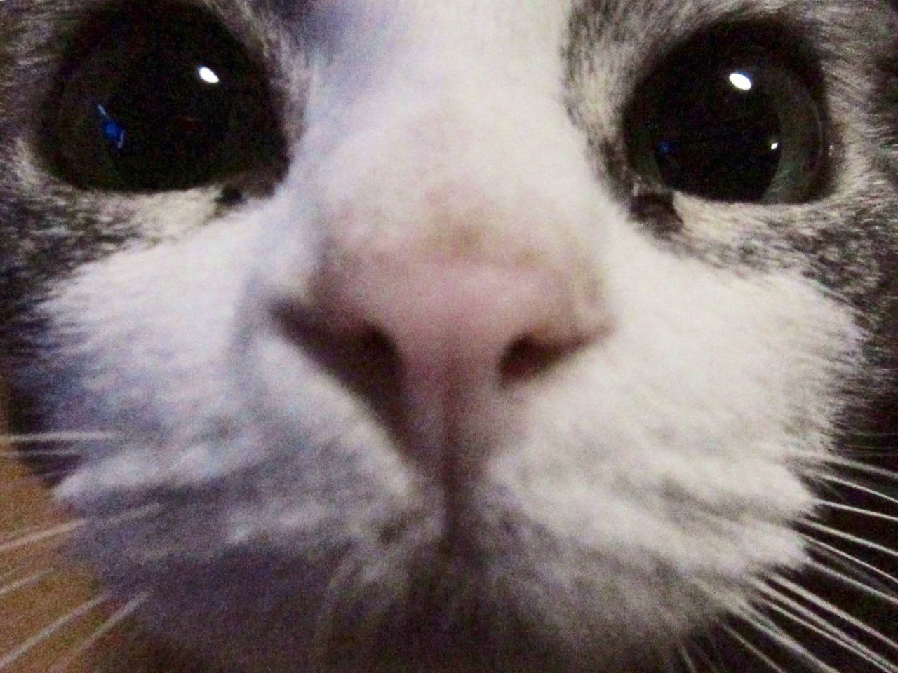 かっこいい猫の画像ください いぬねこ動物集会所