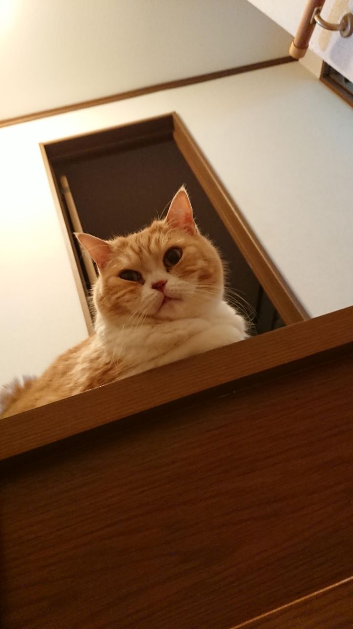 朗報 ワイのネッコ かわいい いぬねこ動物集会所 朗報 ワイのネッコ かわいい いぬねこ動物集会所