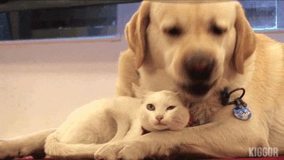 猫の異種仲良し画像集で癒されよう いぬねこ動物集会所