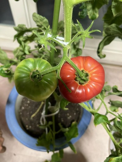 パチンコまとめ