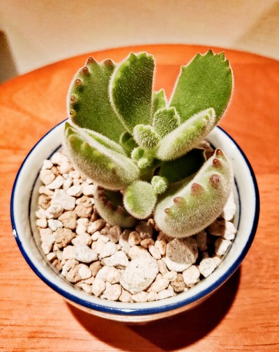 パチンコ・スロットに関連する画像