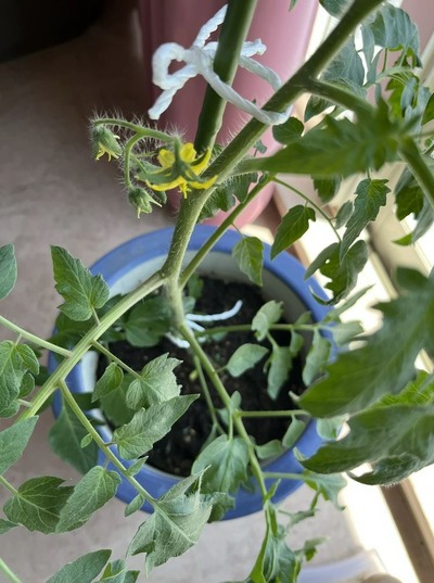 パチンコまとめ