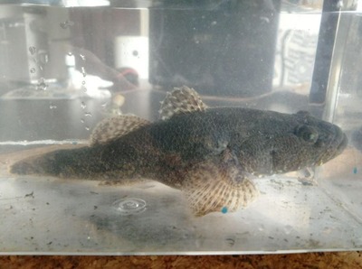 スマスロまとめ