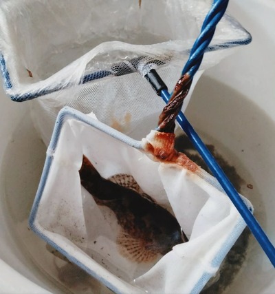 パチンコまとめ