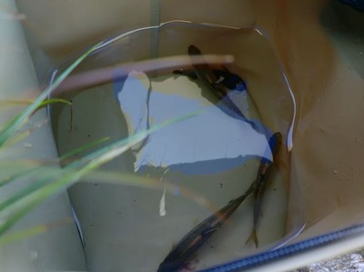 スマスロまとめ