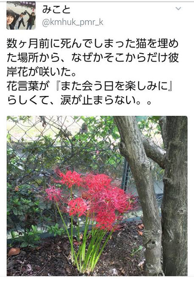 ★画像説明★
