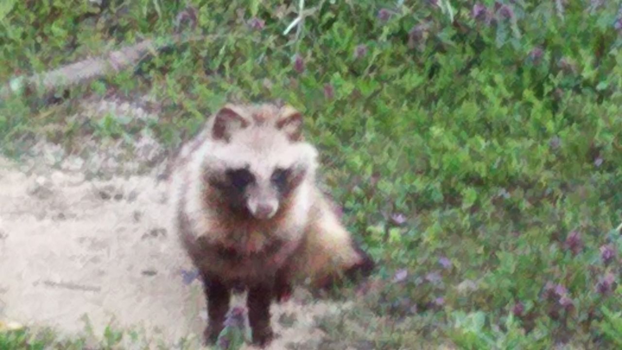 野生動物 ひとり大工 どんづまり温泉 野生動物 ひとり大工 どんづまり温泉