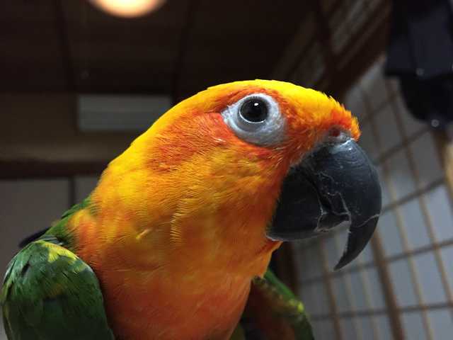 【画像】俺の飼ってる10万する鳥さんの顔晒すｗｗｗ