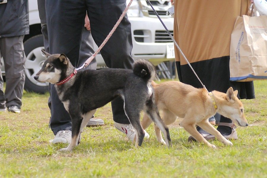 天然記念物柴犬保存会 第１０７回本部展 東京 に参加 その３ 縄文柴犬 驟 しゅう の記録