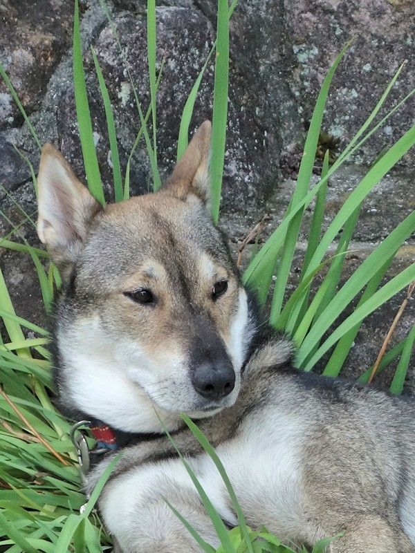犬 縄文柴犬 驟 しゅう の記録