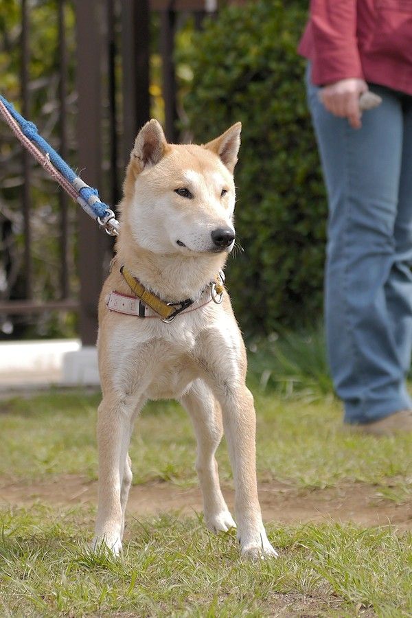 天然記念物柴犬保存会 第107回本部展 東京 に参加 その3 縄文柴犬 驟 しゅう の記録 天然記念物柴犬保存会 第107回本部展 東京 に参加 その3 縄文柴犬 驟 しゅう の記録