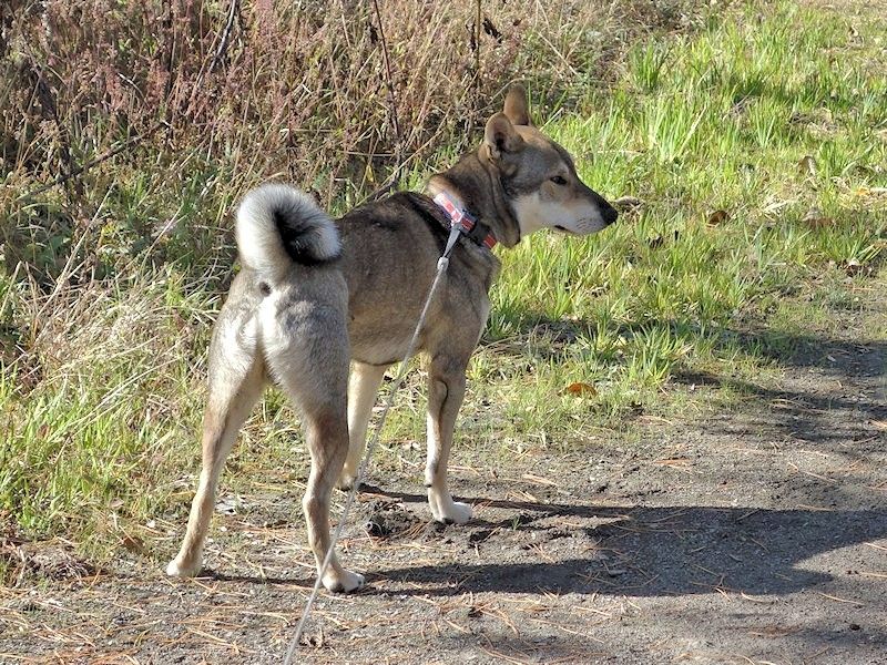 縄文柴犬 驟 しゅう の記録 縄文柴犬 驟 しゅう の記録
