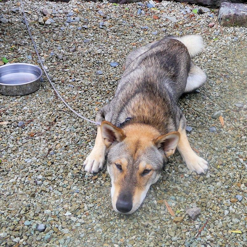 おやつはリンゴ 縄文柴犬 驟 しゅう の記録