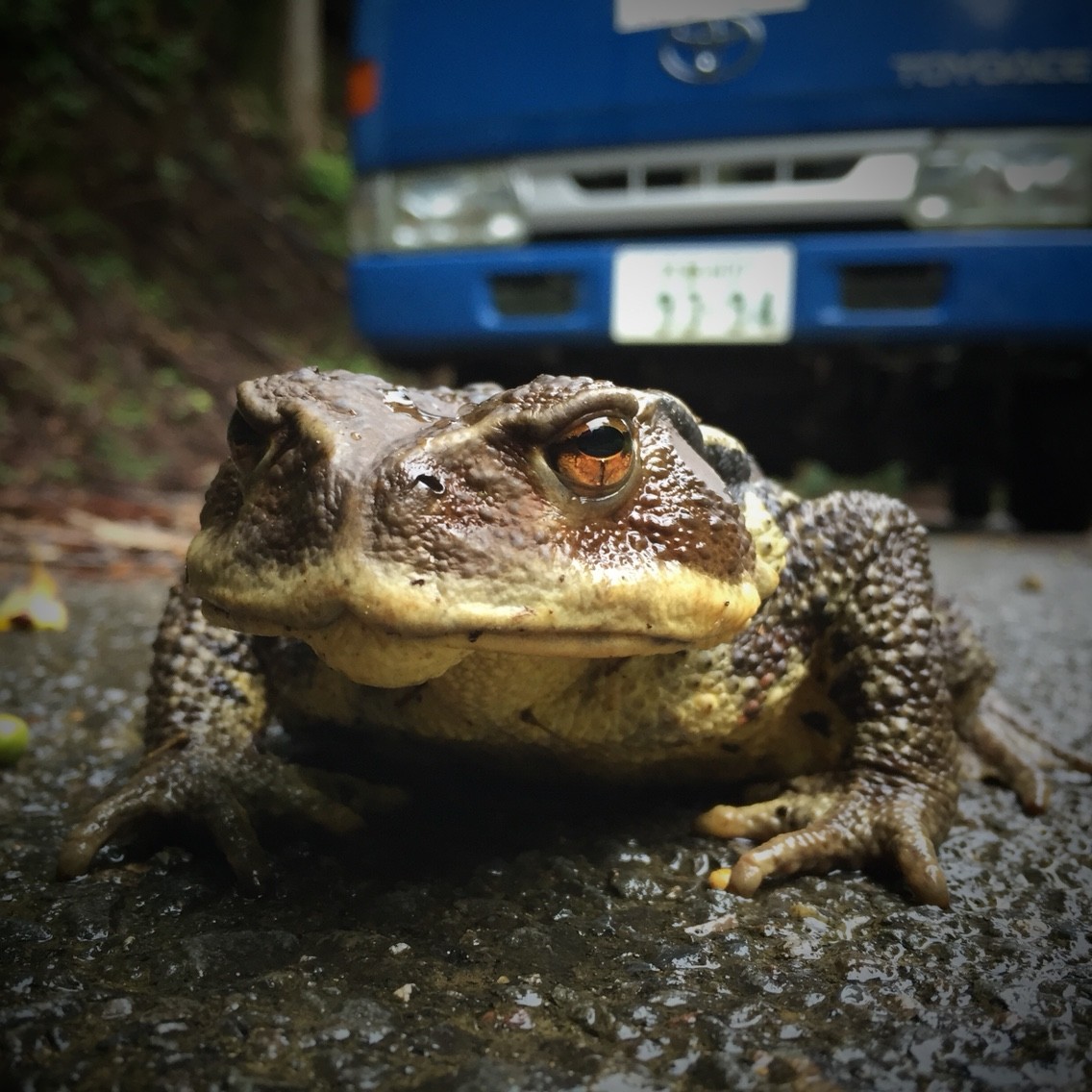 材木屋とゆかいな仲間:ガマガエル。 - livedoor Blog(ブログ)