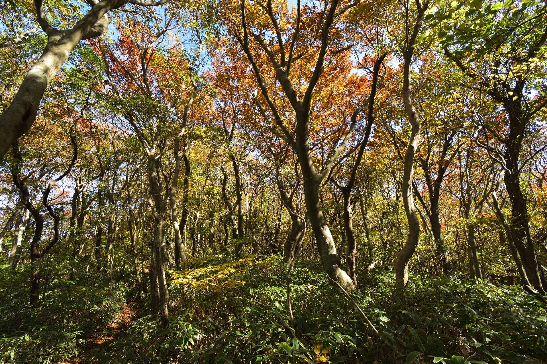 11月6日 井原山 雷山縦走 素敵なブナの森の紅葉 どんぐりトトロの山散歩 11月6日 井原山 雷山縦走 素敵なブナの森の紅葉 どんぐりトトロの山散歩