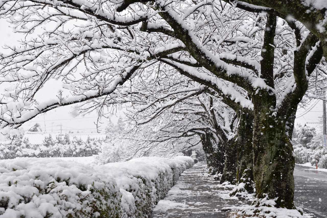 佐賀の風景 1月11日 この冬一番の寒波で佐賀市平野部でも積雪がありました どんぐりトトロの山散歩