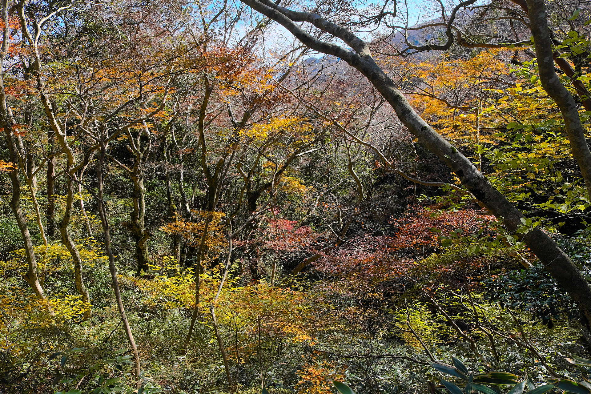 11月7日 井原山 雷山縦走 紅葉 黄葉の風景 どんぐりトトロの山散歩 11月7日 井原山 雷山縦走 紅葉 黄葉の風景 どんぐりトトロの山散歩