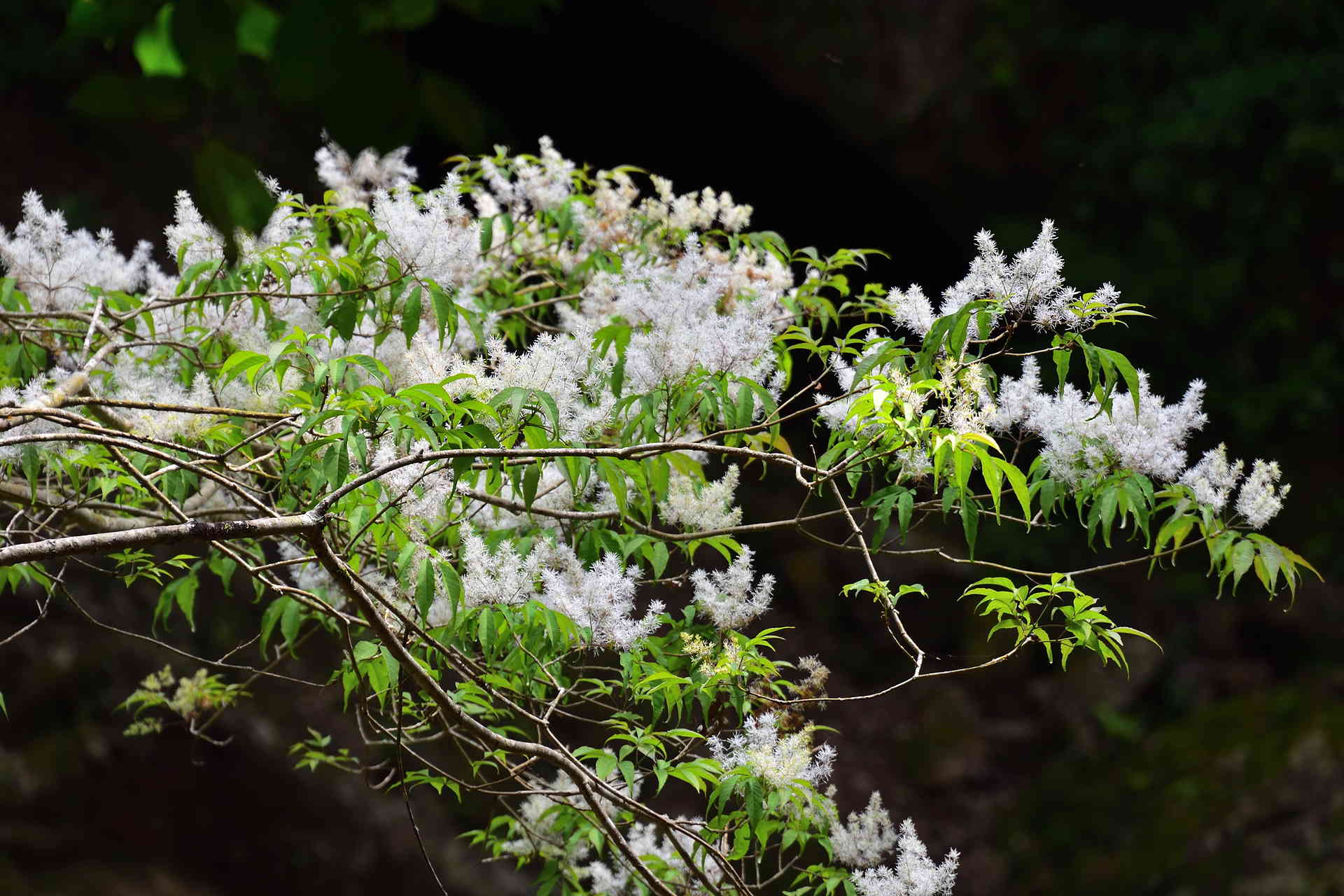 双石山 加江田渓谷 ４月期に出会った花の風景 どんぐりトトロの山散歩