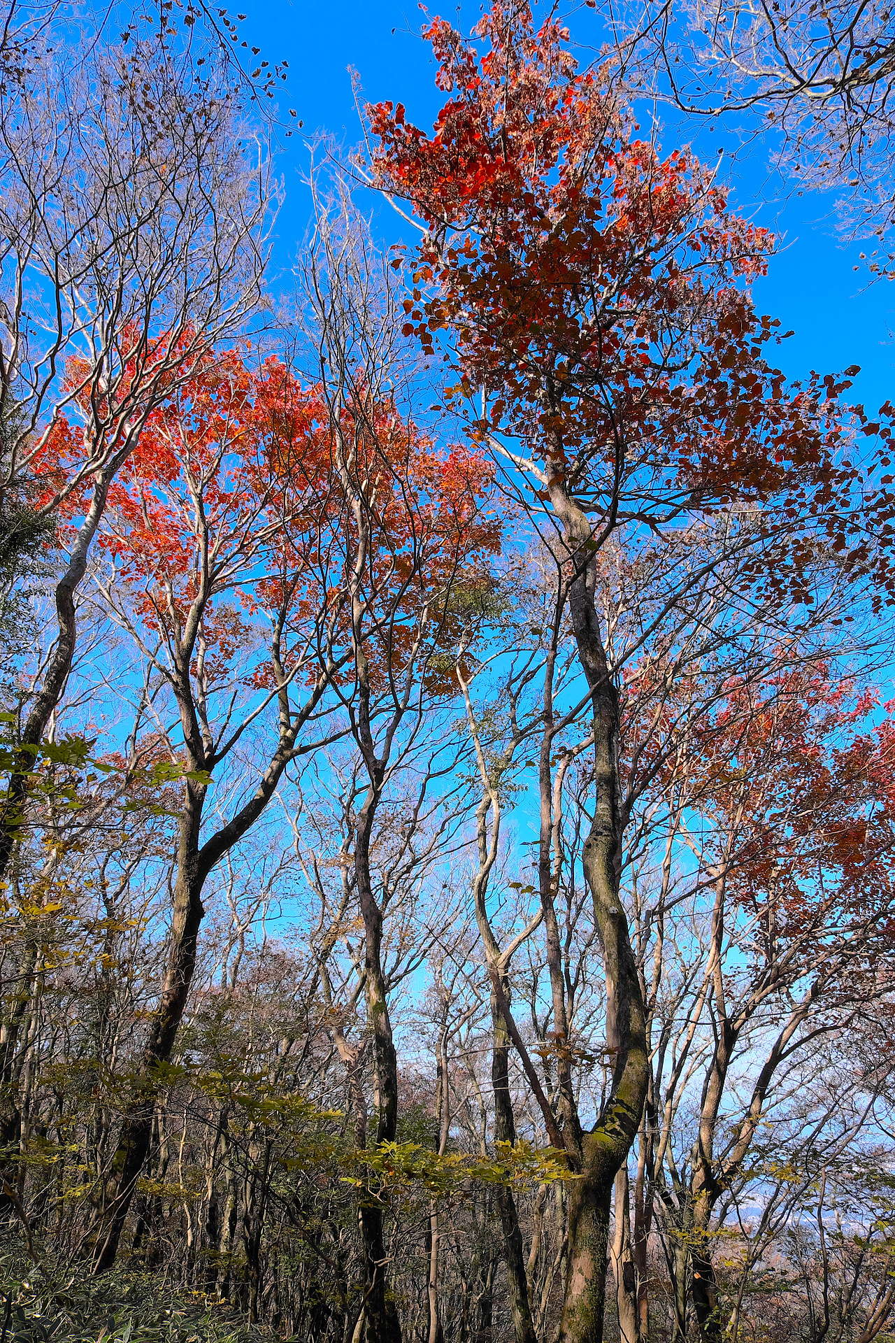 11月7日 井原山 雷山縦走 紅葉 黄葉の風景 どんぐりトトロの山散歩