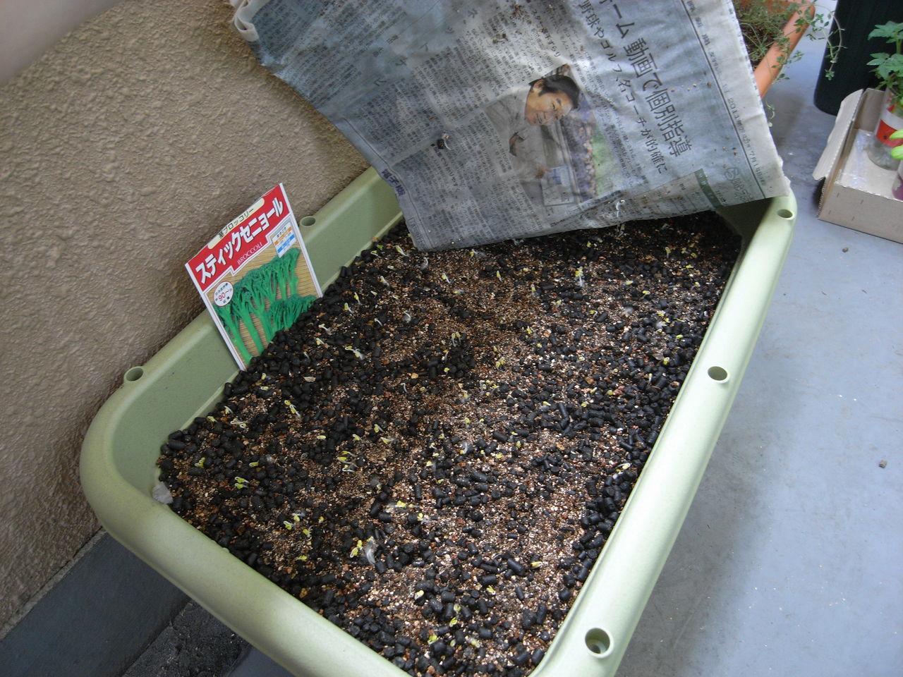 ベランダガーデニング １５ ブロッコリー種まき３日で発芽 Donkicipyonkichiのブログ