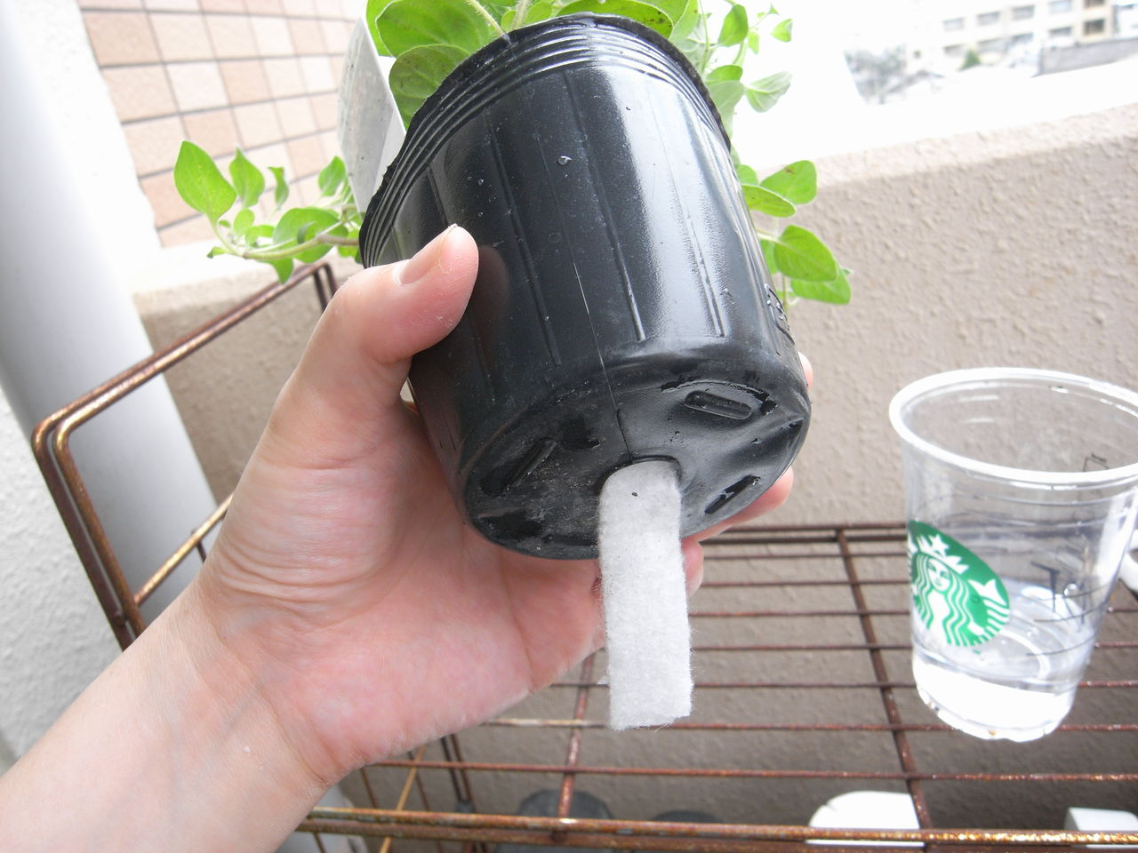ベランダガーデニング ９ スタバカップリサイクル底面給水ポットの作り方 Donkicipyonkichiのブログ