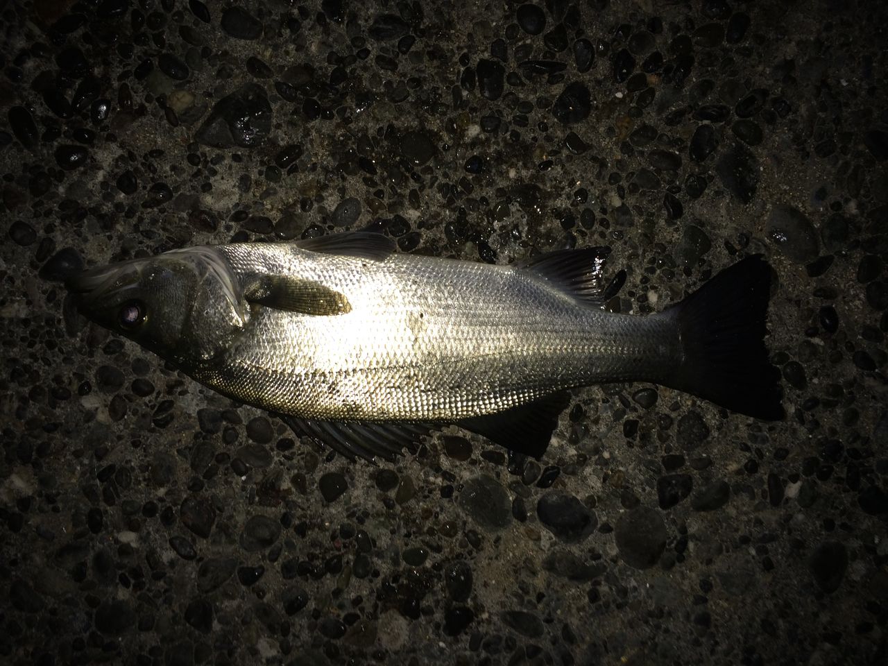 遠征編 城ケ島３ えっ ここで 夕マズメ 漁港でまさかのヒラスズキ 市川シーバス釣り日記