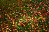 紅葉