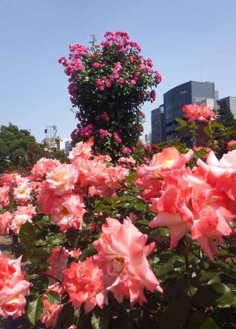 大通公園薔薇4