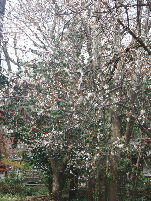 DSCF0831