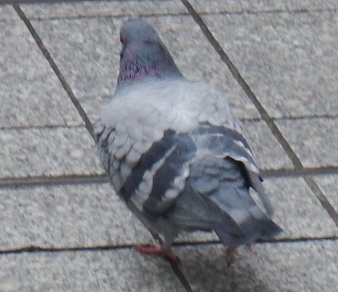 鳩ポッポ(相模原市南区)