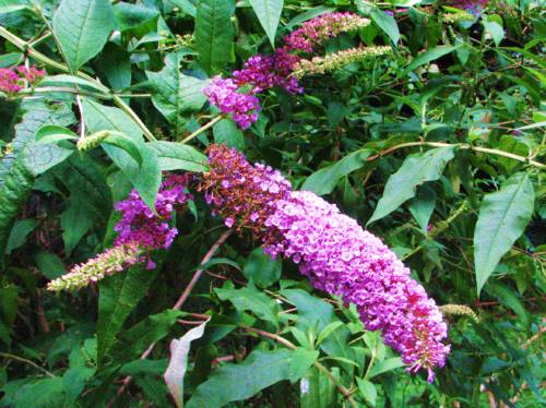 花便りとドウシテ 夏の花