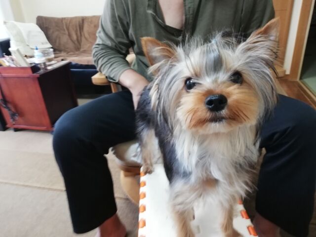 ワンパターン どらどらどら ぎん