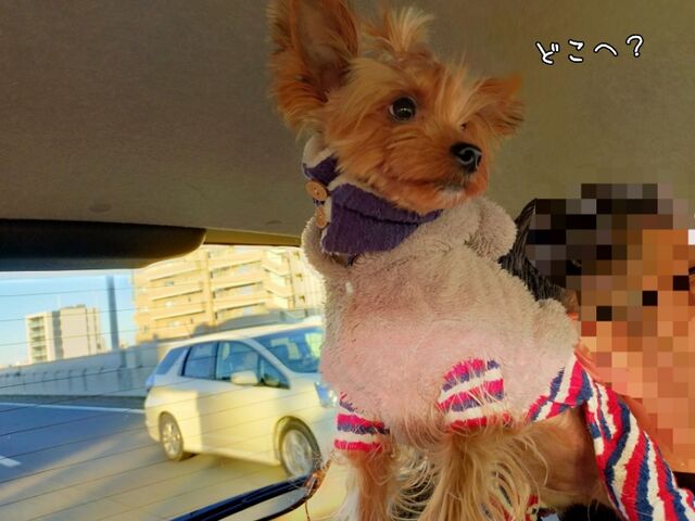 相模湖プレジャーフォレストへ その どらどらどら ぎん
