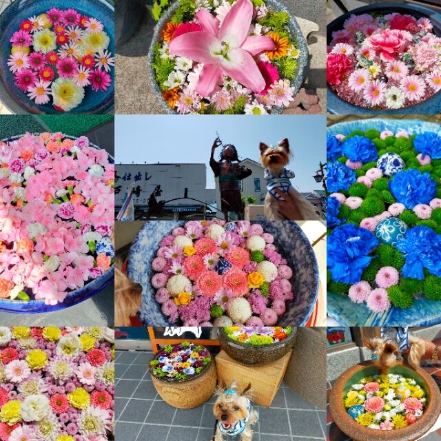 行田を攻める 行田八幡神社 花手水編 どらどらどら ぎん
