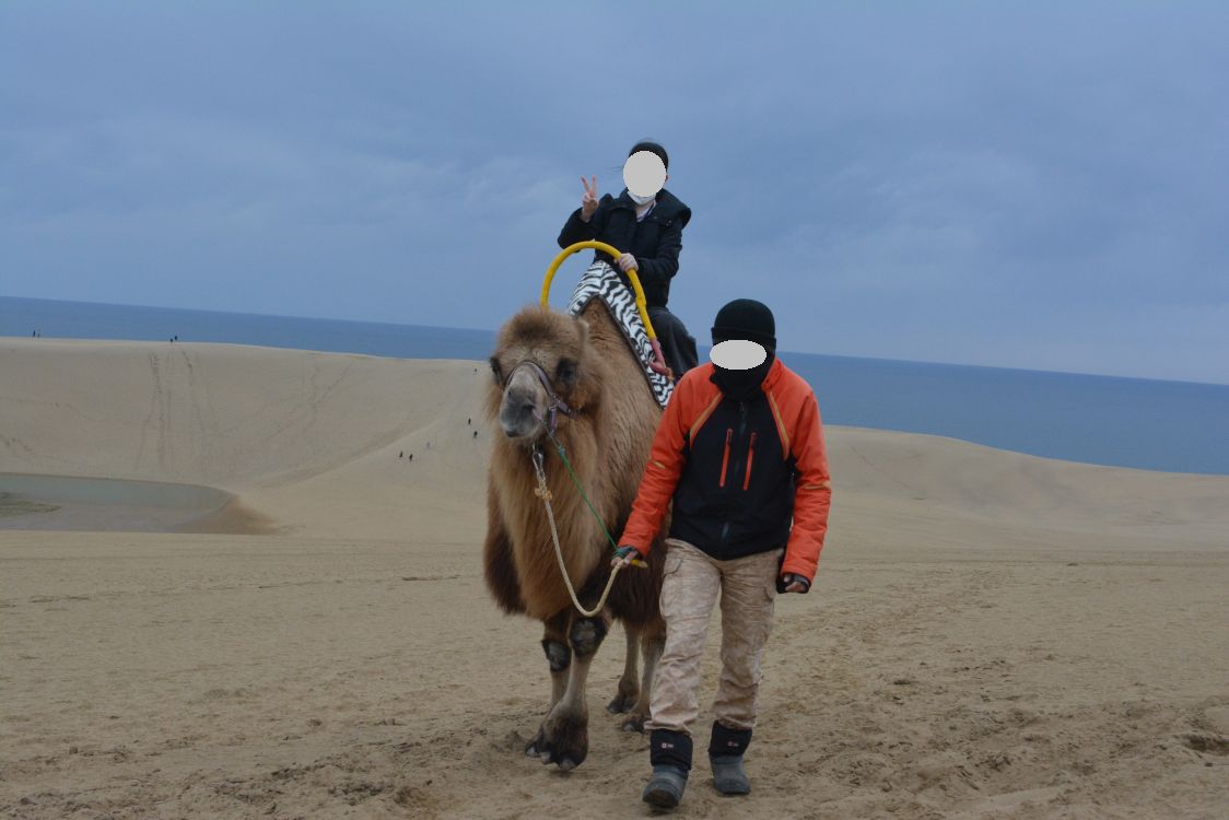安近短の鳥取温泉旅行01 雨天の鳥取砂丘でラクダにまたがる Dora S Funny Life 楽しい旅とグルメな話 他