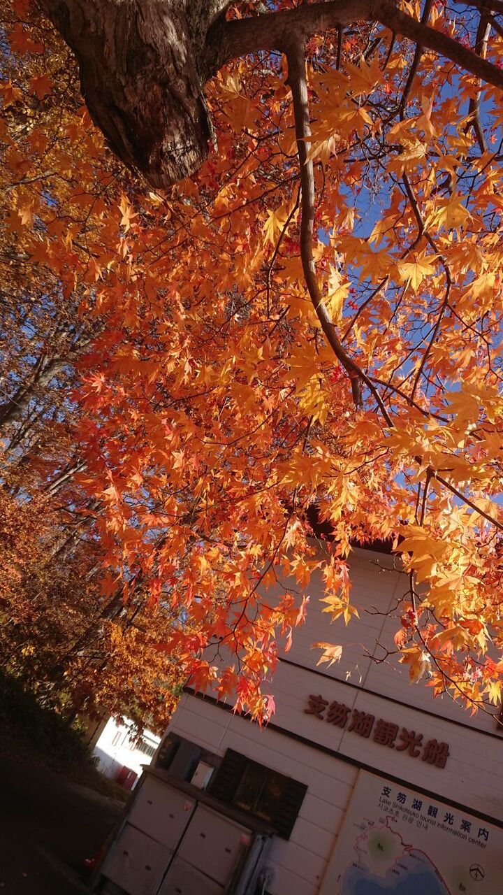 紅葉の支笏湖旅行12 支笏湖 グラスボートに乗船してガッカリする Dora S Funny Life 楽しい旅とグルメな話 他