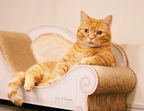 本日は こんぺいの誕生日 おめでとう rtツイート一覧 1時間毎更新 本日は こんぺいの誕生日 おめでとう rtツイート一覧 1時間毎更新