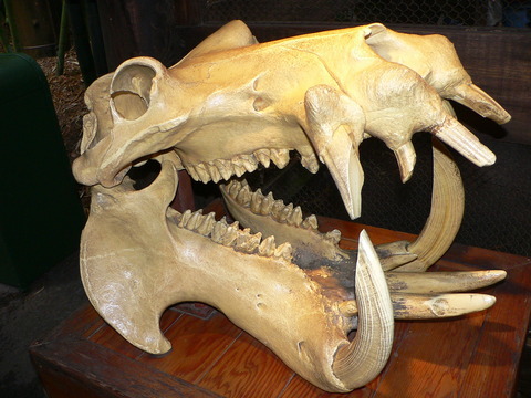 Hippo_skull