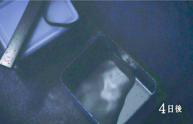 4日が経った・・