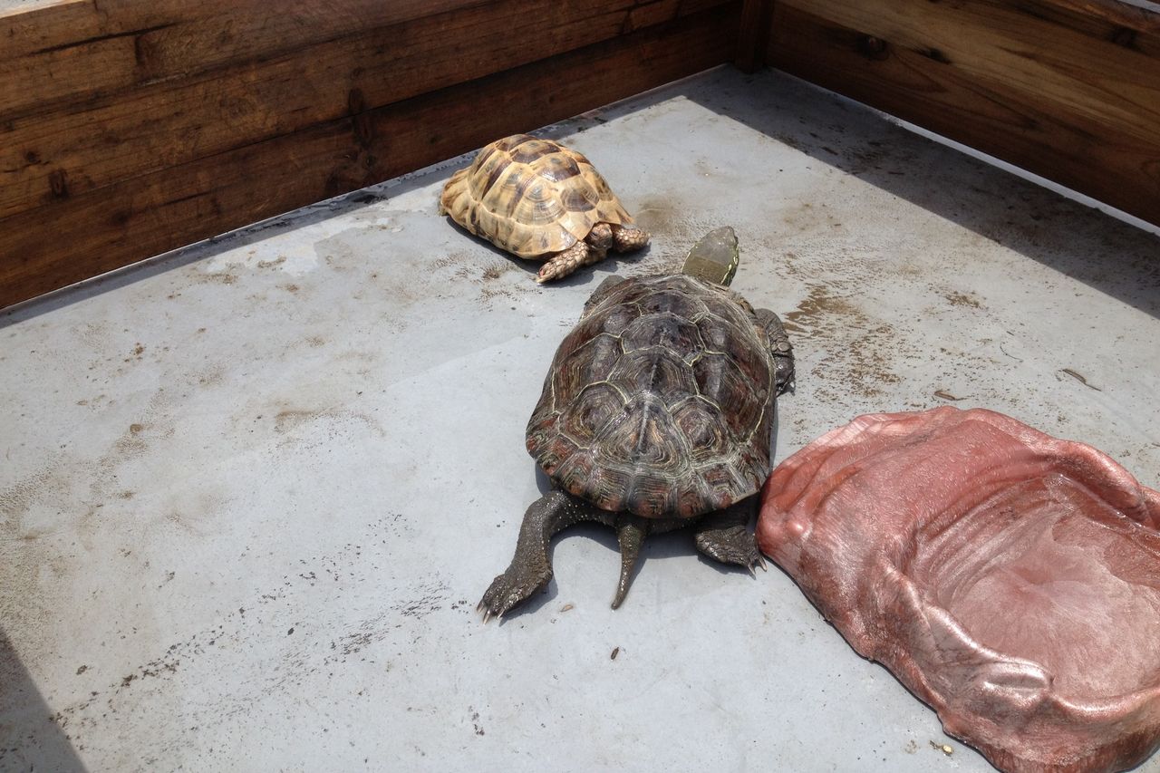 爬虫類すぎる 調理職人ドラセナのオムライスが自慢