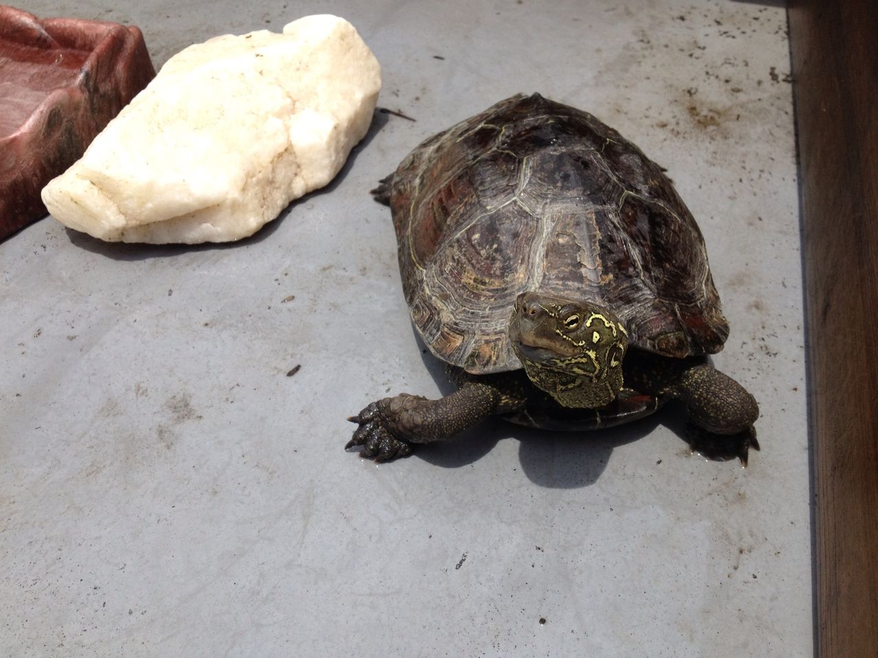 爬虫類すぎる 調理職人ドラセナのオムライスが自慢