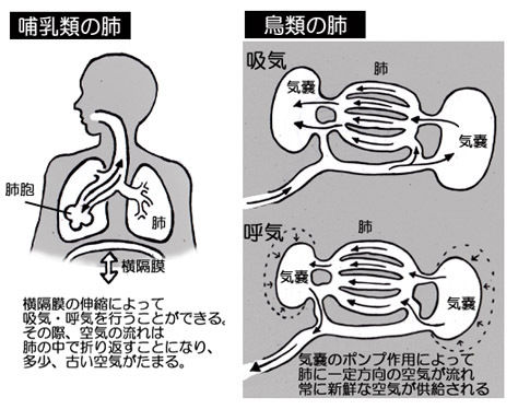 生態 トカゲの肺も 一方通行 鳥と同じ どら焼きちゃんねる 生態 トカゲの肺も 一方通行 鳥と同じ どら焼きちゃんねる