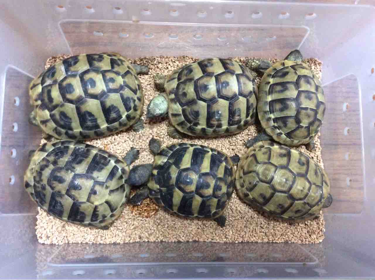 dorcuslabのカメ
ダルマティアヘルマンリクガメ🐢入荷
コメント
