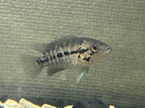 29DD322A-4A6A-4C51-BD9F-45CFA80A9E83