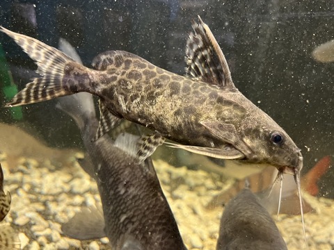 62D2E0C0-12DA-4DDC-B45F-C00CAFE6F8AC