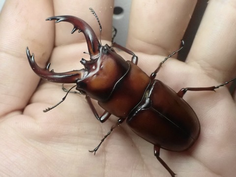 1B7D38B8-0470-4E38-A8C2-B8B45A709840