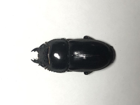 932463A7-77C5-4A8E-92FB-9AFFABCC96F9