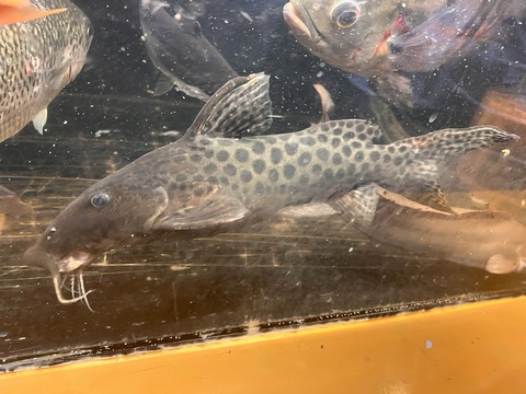 B4DBCF00-D0DC-4A2A-8E46-B3B71D0255BF