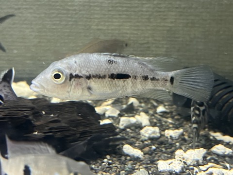 0FA67C1D-1867-4219-8FCB-5371E6B881EC